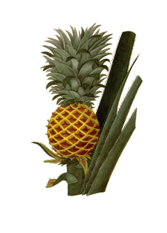 Ananas comosus Pineapple